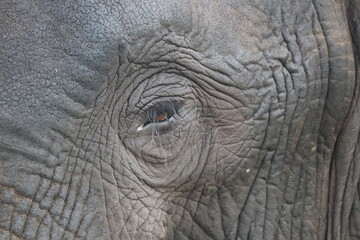 Fototapeta premium African Elephants playing in the Chobe National Park