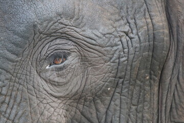 Fototapeta premium African Elephants playing in the Chobe National Park