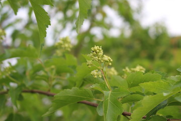 Fototapeta na wymiar White flowers bloom from buds on bush branches in spring