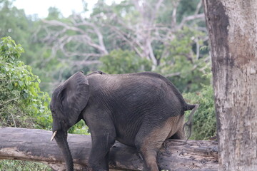 Naklejka premium African Elephants playing in the Chobe National Park