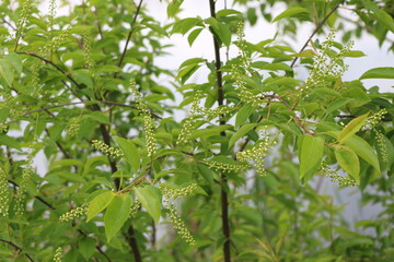 
Bird cherry blossom buds will bloom on tree branches soon