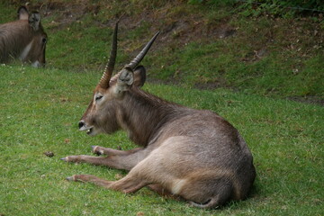 Antilope Serengetipark