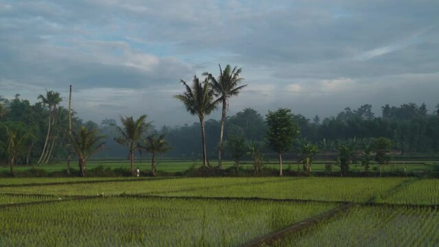 Green Ricefield and Silhouette of Candi Borobudur - Mahayana Javanese Buddhist Temple UNESCO World Heritage Site in Yogyakarta Magelang, Central Java, Indonesia Indonesian