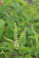 
Bird cherry blossom buds will bloom on tree branches soon