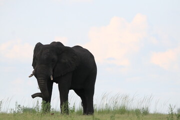 Fototapeta na wymiar African Elephants playing in the Chobe National Park