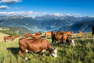 Fototapeta na wymiar cows in the alps eating
