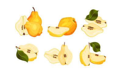 Quince Pome Fruit Whole and Halved Vector Set