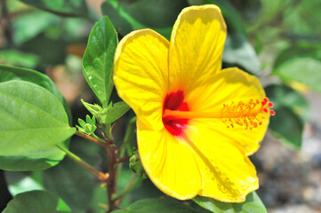 黄色のハイビスカスの花