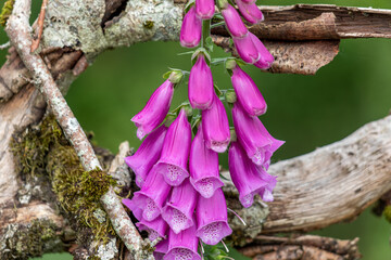 Close Up of Digitalis and Tree © David Pecheux