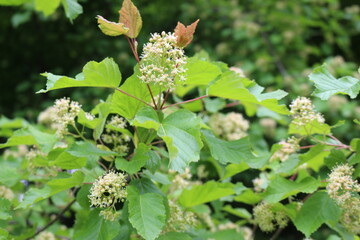 
Delicate white flowers blossomed on a bush in a spring garden