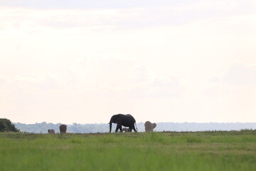 African Elephants playing in the Chobe National Park