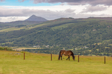 Horse in the Scottish Highlands