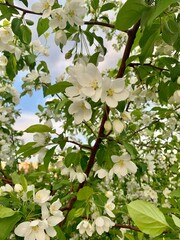 blossoming apple tree