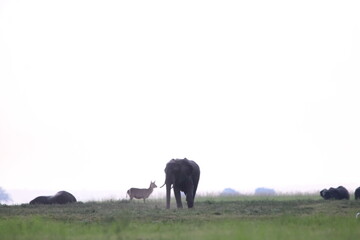 African Elephants playing in the Chobe National Park
