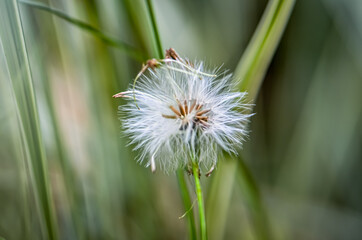 Dandelion Close Up Nature Photography. Green and white natural environment zoomed textured flora soft focus