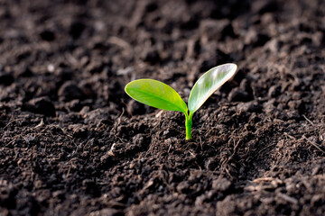 Seedlings are growing from fertile soil, ecology concept.