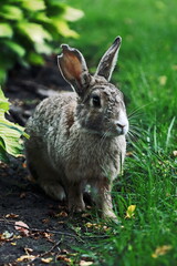 
beautiful fluffy rabbit with long ears sits near a bush