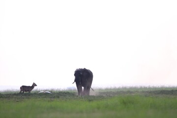 African Elephants playing in the Chobe National Park