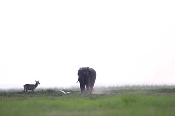 African Elephants playing in the Chobe National Park