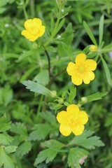 Fototapeta premium Yellow flowers buttercups bloom in the meadow in summer