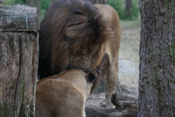 Löwen liebkosend Serengetipark 1