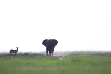 African Elephants playing in the Chobe National Park