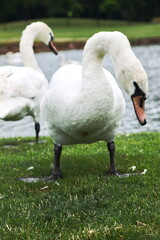 graceful swans in a meadow near the lake
