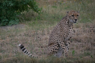 Gepard Sitzend Serengetipark 2