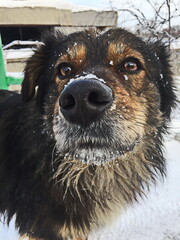 Portrait of a dog. Nose closeup. Snowflakes, winter. Back blurred background.