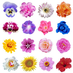 Fototapeta na wymiar Macro photo of flowers set rose, arnica montana, daffodil, blue periwinkle, pansy, white rose, lily on a white isolated background