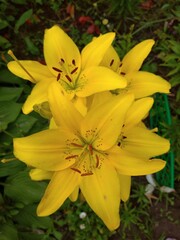Yellow garden daylily in July