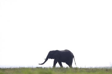 African Elephants playing in the Chobe National Park in Botswana