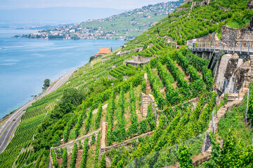 Fototapeta na wymiar View of steep Lavaux terraced vineyards over Geneva lake in Dezaley Lavaux Switzerland