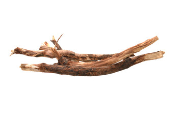 oak branches isolated on white background