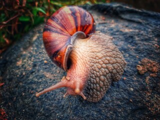 snail on a leaf