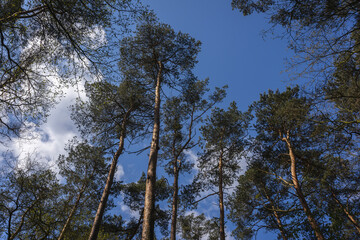 A forest landscape filled with trees