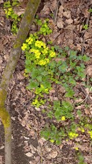first yellow spring flowers in Russian forest