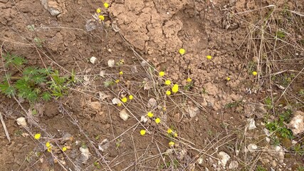 foalfoot on the spring ground