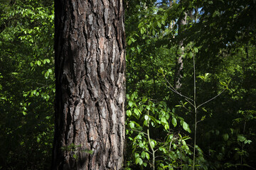 A forest landscape filled with trees