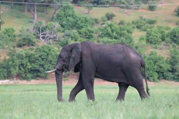Fototapeta premium African Elephants playing in the Chobe National Park in Botswana
