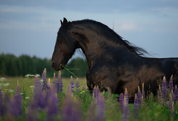 horse on the river