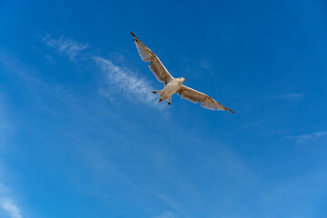 Seagull flight in the blue sky over Baltic sea.