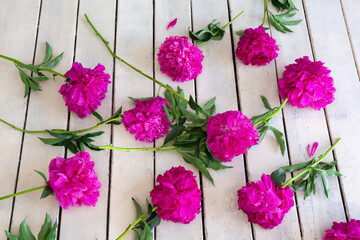 Pink peonies on a background of white painted rough wooden boards. Greeting card. Birthday. Mothers Day. Women Day