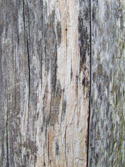 Fototapeta premium Background wooden texture surface of old wood gray color close up