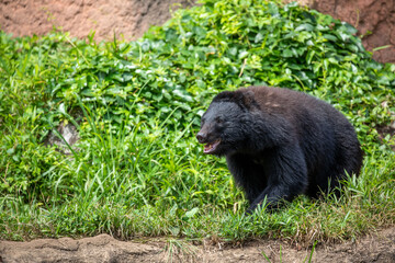 のんびり歩くツキノワグマ