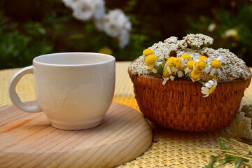White cup of tea with basket with chamomile and yarrow on garden table.