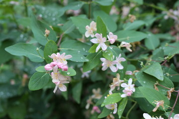 
Delicate pink flowers blossomed on a bush in a spring garden