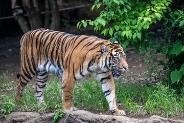 のんびり歩くスマトラトラ