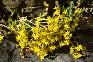 Yellow flowers of Sedum acre in a rocky area, in homeopathy it is used to treat hemorrhoids and...