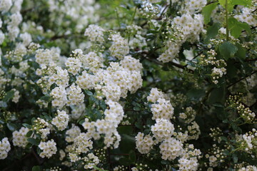 Delicate white flowers bloom on a bush in a spring garden